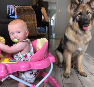 Illustration de l'article : Vidéo : Un berger Allemand désobéissant se transforme en un grand frère responsable et protecteur