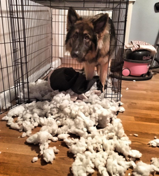 Illustration de l'article : Vidéo : Un berger Allemand désobéissant se transforme en un grand frère responsable et protecteur