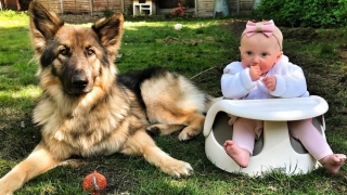 Illustration de l'article : Vidéo : Un berger Allemand désobéissant se transforme en un grand frère responsable et protecteur