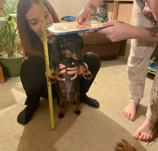 Illustration de l'article : 8 photos montrant que les chiens sont les plus puissants des antidépresseurs