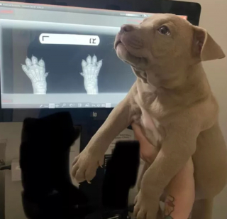 Illustration de l'article : 8 photos montrant que les chiens sont les plus puissants des antidépresseurs