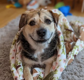 Illustration de l'article : 8 photos montrant que les chiens sont les plus puissants des antidépresseurs