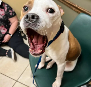 Illustration de l'article : 8 photos montrant que les chiens sont les plus puissants des antidépresseurs