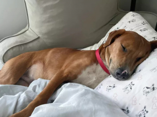 Illustration de l'article : 8 photos montrant que les chiens sont les plus puissants des antidépresseurs