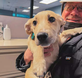 Illustration de l'article : 8 photos montrant que les chiens sont les plus puissants des antidépresseurs