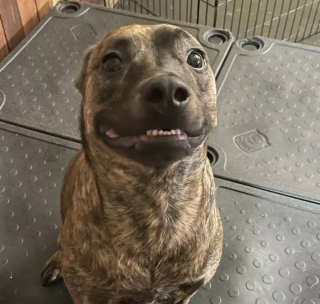 Illustration de l'article : 8 photos montrant que les chiens sont les plus puissants des antidépresseurs