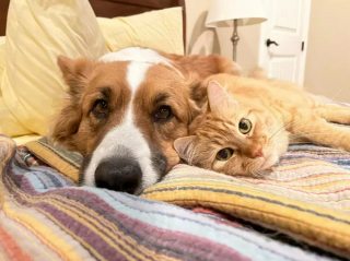 Illustration de l'article : 8 photos montrant que les chiens sont les plus puissants des antidépresseurs