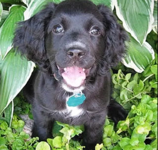 Illustration de l'article : Ces 20 photos de chiens ayant découvert qu'ils avaient la patte verte vous donneront envie de jardiner