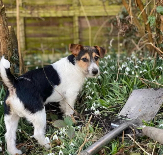 Illustration de l'article : Ces 20 photos de chiens ayant découvert qu'ils avaient la patte verte vous donneront envie de jardiner