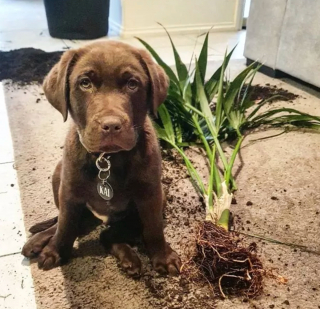 Illustration de l'article : Ces 20 photos de chiens ayant découvert qu'ils avaient la patte verte vous donneront envie de jardiner
