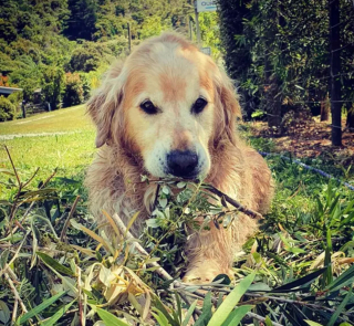 Illustration de l'article : Ces 20 photos de chiens ayant découvert qu'ils avaient la patte verte vous donneront envie de jardiner