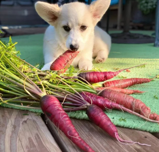 Illustration de l'article : Ces 20 photos de chiens ayant découvert qu'ils avaient la patte verte vous donneront envie de jardiner