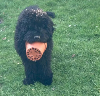 Illustration de l'article : Ces 20 photos de chiens ayant découvert qu'ils avaient la patte verte vous donneront envie de jardiner