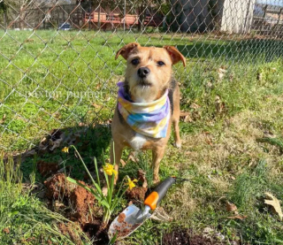 Illustration de l'article : Ces 20 photos de chiens ayant découvert qu'ils avaient la patte verte vous donneront envie de jardiner