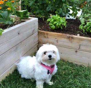 Illustration de l'article : Ces 20 photos de chiens ayant découvert qu'ils avaient la patte verte vous donneront envie de jardiner