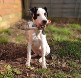 Illustration de l'article : Ces 20 photos de chiens ayant découvert qu'ils avaient la patte verte vous donneront envie de jardiner