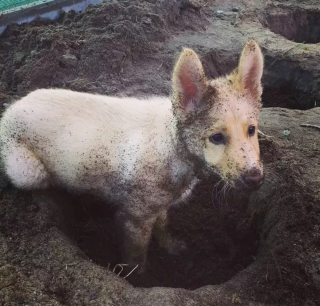 Illustration de l'article : Ces 20 photos de chiens ayant découvert qu'ils avaient la patte verte vous donneront envie de jardiner