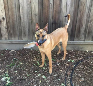 Illustration de l'article : Ces 20 photos de chiens ayant découvert qu'ils avaient la patte verte vous donneront envie de jardiner