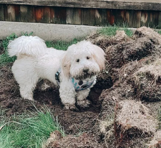 Illustration de l'article : Ces 20 photos de chiens ayant découvert qu'ils avaient la patte verte vous donneront envie de jardiner