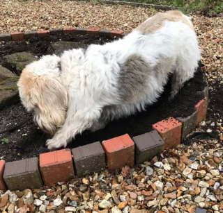 Illustration de l'article : Ces 20 photos de chiens ayant découvert qu'ils avaient la patte verte vous donneront envie de jardiner