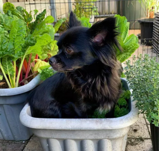 Illustration de l'article : Ces 20 photos de chiens ayant découvert qu'ils avaient la patte verte vous donneront envie de jardiner