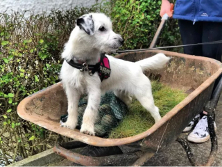 Illustration de l'article : Ces 20 photos de chiens ayant découvert qu'ils avaient la patte verte vous donneront envie de jardiner