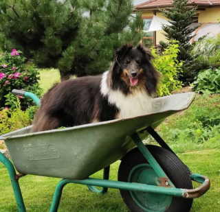 Illustration de l'article : Ces 20 photos de chiens ayant découvert qu'ils avaient la patte verte vous donneront envie de jardiner