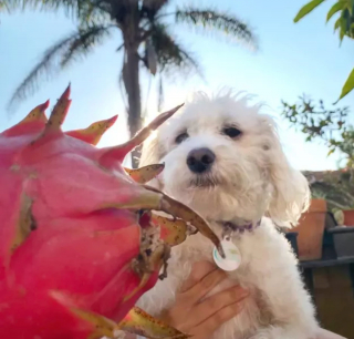 Illustration de l'article : Ces 20 photos de chiens ayant découvert qu'ils avaient la patte verte vous donneront envie de jardiner