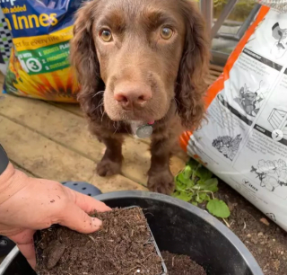 Illustration de l'article : Ces 20 photos de chiens ayant découvert qu'ils avaient la patte verte vous donneront envie de jardiner