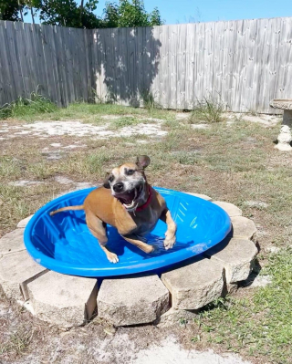 Illustration de l'article : Ce chien "dur à cuire" faisait fuir toutes les familles, jusqu’à ce qu’une ancienne bénévole revienne pour lui