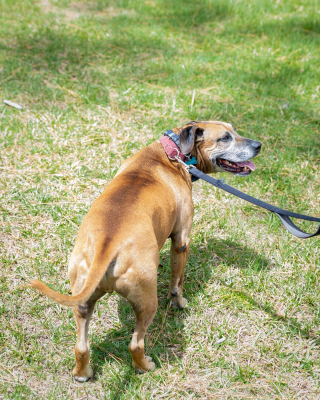 Illustration de l'article : Ce chien "dur à cuire" faisait fuir toutes les familles, jusqu’à ce qu’une ancienne bénévole revienne pour lui