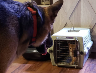 Illustration de l'article : Un chaton tente de gagner l’amitié d’un Berger Allemand et finit par l’obtenir… à l’usure ! (vidéo)