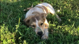 Illustration de l'article : Une bande d’amis se promène dans un parc et découvre un chiot mal-en-point tapi dans l’herbe, qui s’avérera être plus coriace qu’il en a l’air
