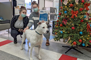 Illustration de l'article : Après 8 mois d’exercice pour apprendre à communiquer, une chienne sourde parvient enfin à attirer l’attention d’une personne