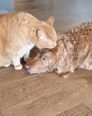 Illustration de l'article : Cet adorable duo de seniors, composé d’un chat et d’un chien, est inséparable depuis très longtemps (vidéo)