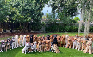 Illustration de l'article : 20 joyeux portraits collectifs pris dans une pension pour chiens où ces photos de groupe sont devenues tradition