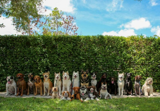Illustration de l'article : 20 joyeux portraits collectifs pris dans une pension pour chiens où ces photos de groupe sont devenues tradition