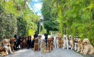 Illustration de l'article : 20 joyeux portraits collectifs pris dans une pension pour chiens où ces photos de groupe sont devenues tradition
