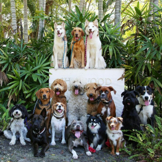 Illustration de l'article : 20 joyeux portraits collectifs pris dans une pension pour chiens où ces photos de groupe sont devenues tradition