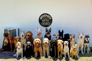 Illustration de l'article : 20 joyeux portraits collectifs pris dans une pension pour chiens où ces photos de groupe sont devenues tradition