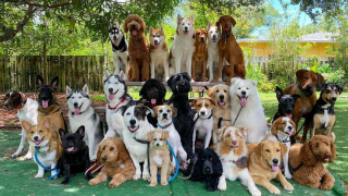 Illustration de l'article : 20 joyeux portraits collectifs pris dans une pension pour chiens où ces photos de groupe sont devenues tradition