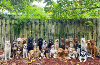 Illustration de l'article : 20 joyeux portraits collectifs pris dans une pension pour chiens où ces photos de groupe sont devenues tradition