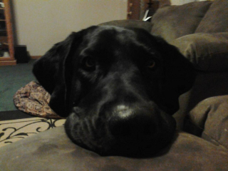 Illustration de l'article : Bashful est officiellement le 100e chien à intégrer la maison de la famille Nelson