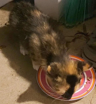 Illustration de l'article : Il pensait aider une seule chatte, mais elle est revenue le lendemain avec 2 autres petites surprises