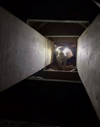 Illustration de l'article : Ce Labrador, qualifié d’ingérable, n’était tout simplement pas à la bonne place pour s’épanouir et a fini par devenir un héros