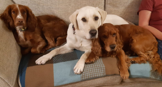 Illustration de l'article : Ce Labrador, qualifié d’ingérable, n’était tout simplement pas à la bonne place pour s’épanouir et a fini par devenir un héros