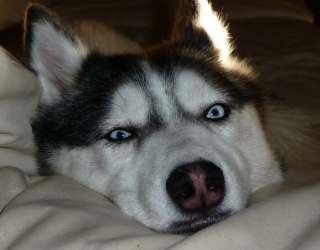 Illustration de l'article : 9 photos de chiens récemment adoptés et comprenant qu'ils peuvent se fier à leur nouveau maître