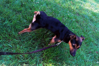 Illustration de l'article : 9 photos de chiens récemment adoptés et comprenant qu'ils peuvent se fier à leur nouveau maître