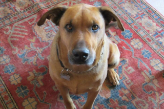 Illustration de l'article : 9 photos de chiens récemment adoptés et comprenant qu'ils peuvent se fier à leur nouveau maître