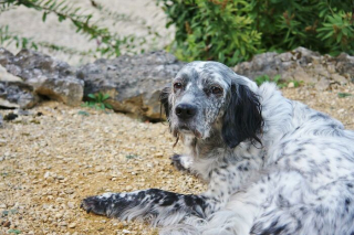 Illustration de l'article : 9 photos de chiens récemment adoptés et comprenant qu'ils peuvent se fier à leur nouveau maître